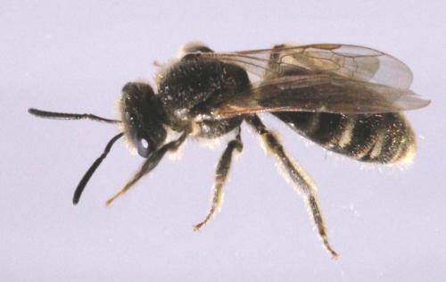 Lasioglossum sp.